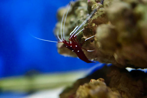 Blood Red Cleaner Shrimp (Lysmata debelius)