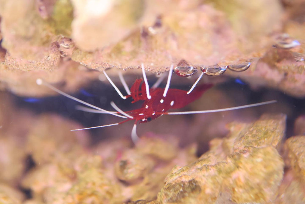 Blood Red Cleaner Shrimp (Lysmata debelius)