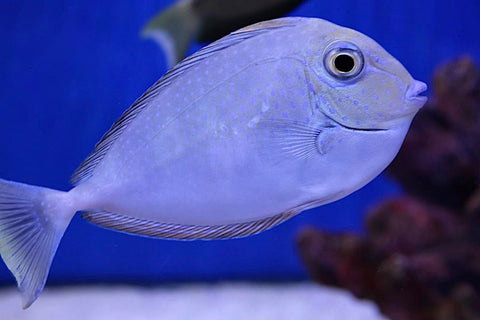 Blue spot Vlamingii Tang (Naso Vlamingii)