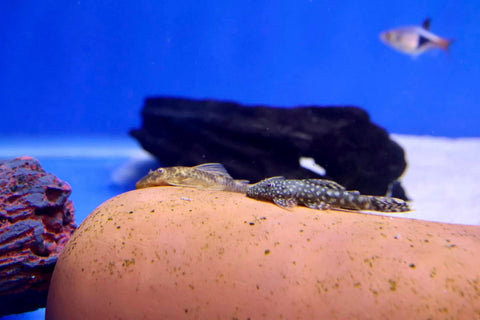 Bristlenose Catfish (Ancistrus cirrhosu) 3cm