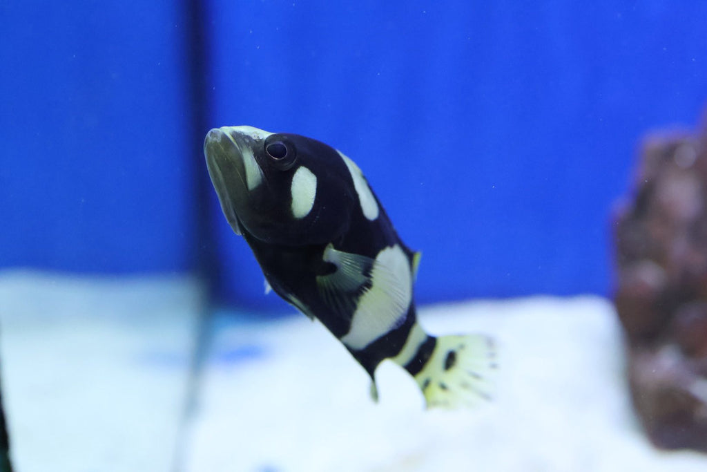 Bumblebee Grouper (Epinephelus lanceolatus)