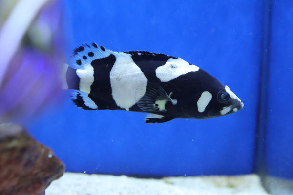 Bumblebee Grouper (Epinephelus lanceolatus)