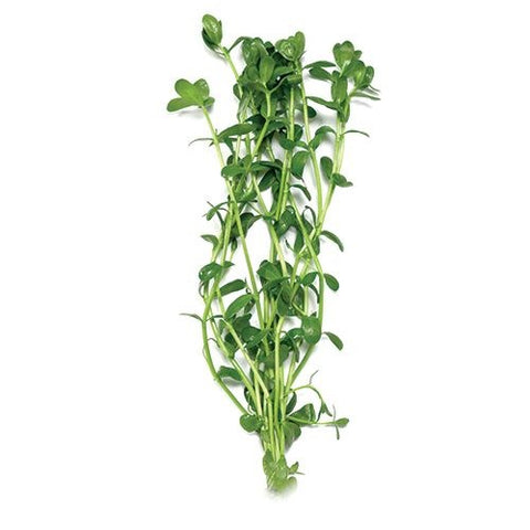 Bunched Plants - Baby Tears (Bacopa monnieri)