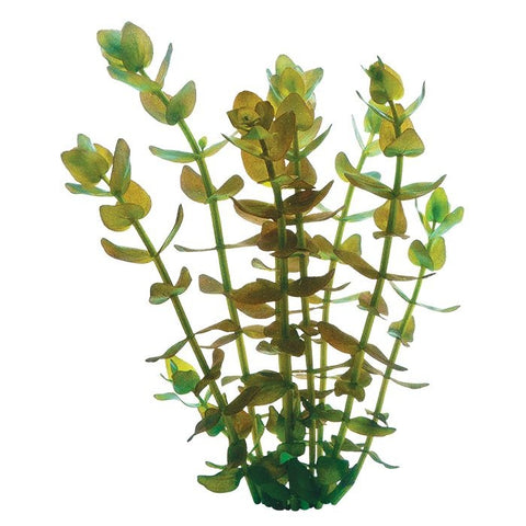 Bunched Plants - Bacopa (Bacopa caroliniana)