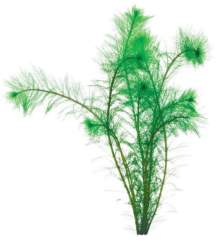 Bunched Plants - Filigree Milfoil (Myriophyllum simulans)