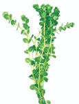 Bunched Plants - Green Pennywort (Lysimacia nummularia)