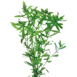 Bunched Plants - Hygrophila (Hygrophila polysperma)