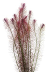 Bunched Plants - Rotala Wallichii (Rotala Wallichii)