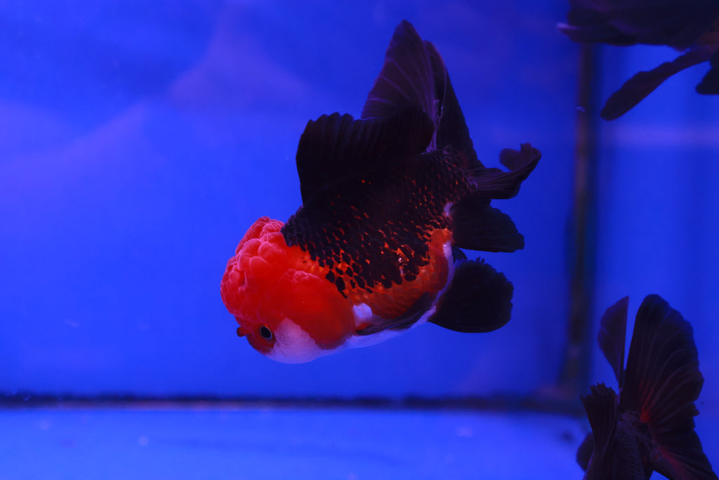 Apache Oranda Goldfish 8-10cm