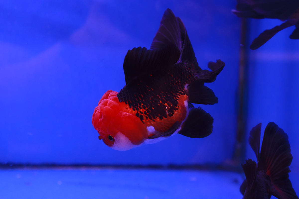 LIVE STOCK - Goldfish - Apache Oranda Goldfish (Carassius Auratus) 8 ...