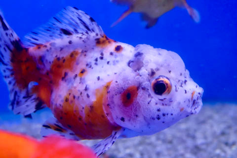 Calico Oranda Goldfish (Carassius Auratus) 5cm