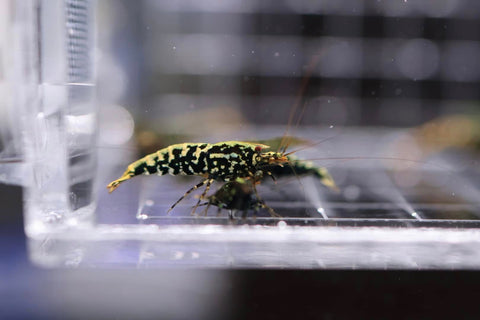 Caridina Shrimp - Boa Black Galaxy