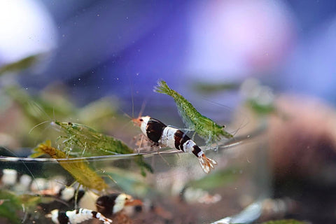 Caridina Shrimp - Crystal Black Shrimp (CBS)