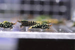 Caridina Shrimp - Boa Black Galaxy