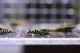 Caridina Shrimp - Boa Black Galaxy