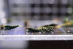 Caridina Shrimp - Boa Black Galaxy