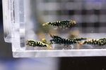 Caridina Shrimp - Boa Black Galaxy