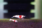 Caridina Shrimp - Crystal Red Shrimp (crs)