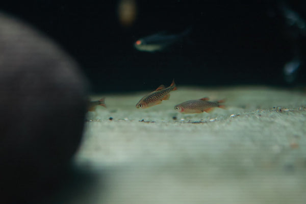 Celestial Pearl Danio (Danio Margaritatus) 2cm