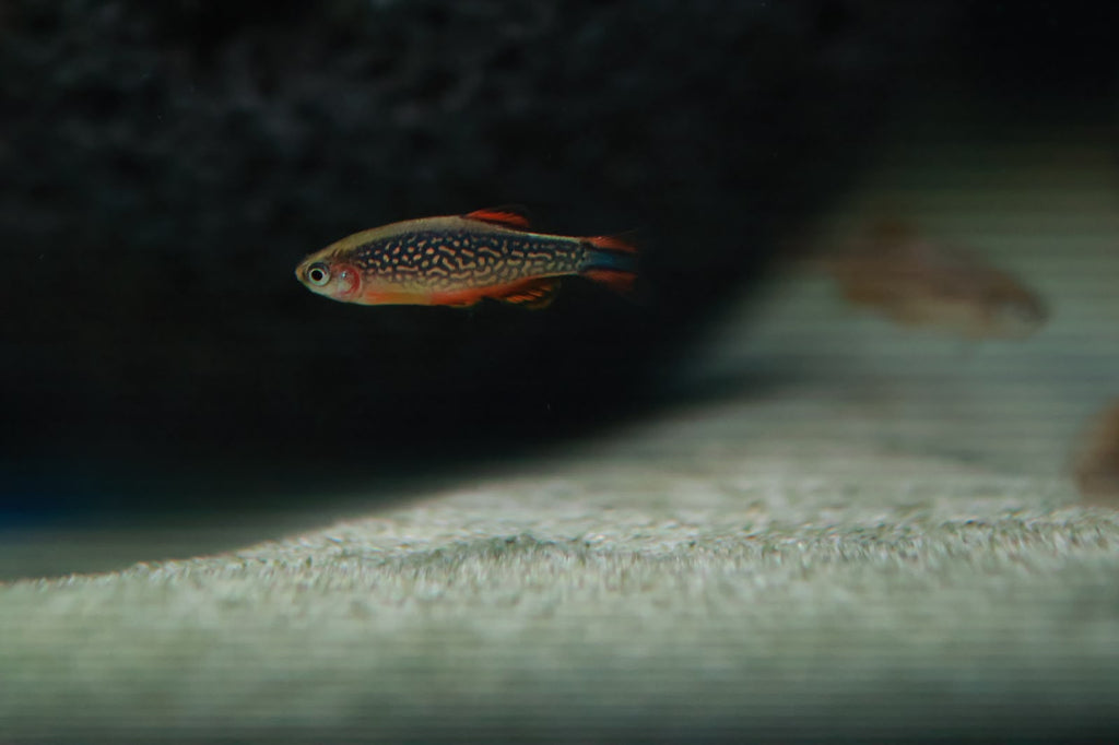 Celestial Pearl Danio (Danio Margaritatus) 2cm