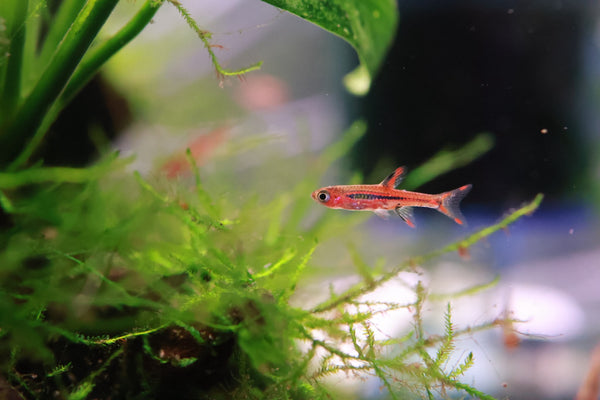 Chilli Red Rasbora (Boraras brigittae) 1.5-2cm