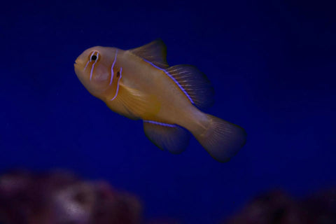 Citron Goby (Gobiodon citrinus)