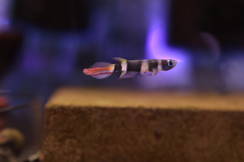 Clown Killifish aka Banded Panchax (Epiplatys annulatus) 1-1.5cm