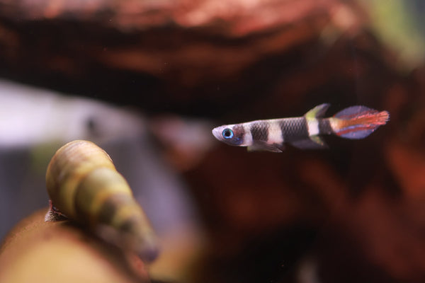 Clown Killifish aka Banded Panchax (Epiplatys annulatus) 1-1.5cm