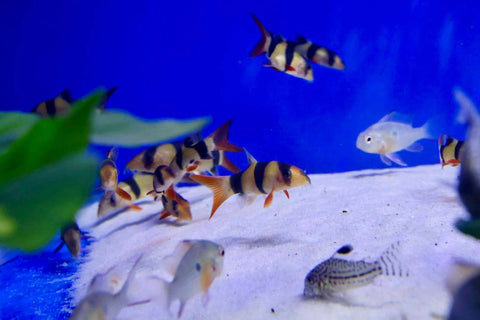 Hurstville Aquarium best supplier of tropical fish