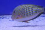 Clown Tang (Acanthurus lineatus)