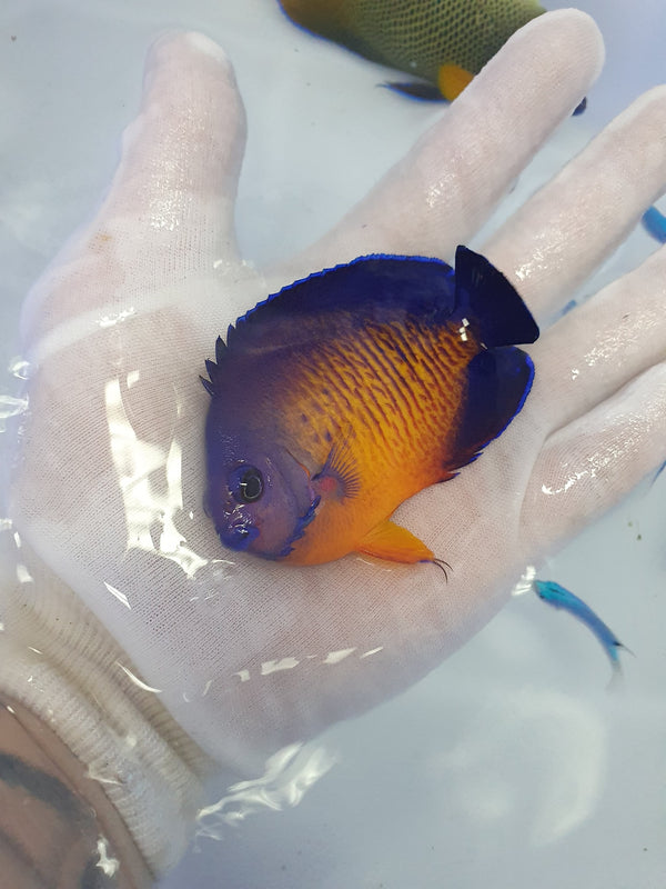 Coral Beauty (Centropyge bispinosa)