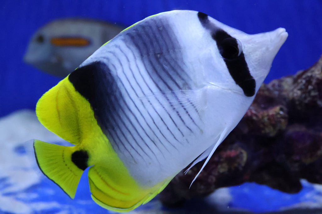 Double Saddle Butterfly (Chaetodon Ulietensis)