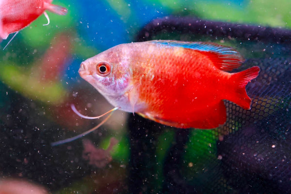 Dwarf Red Gourami (Trichogaster Lalia) 5cm