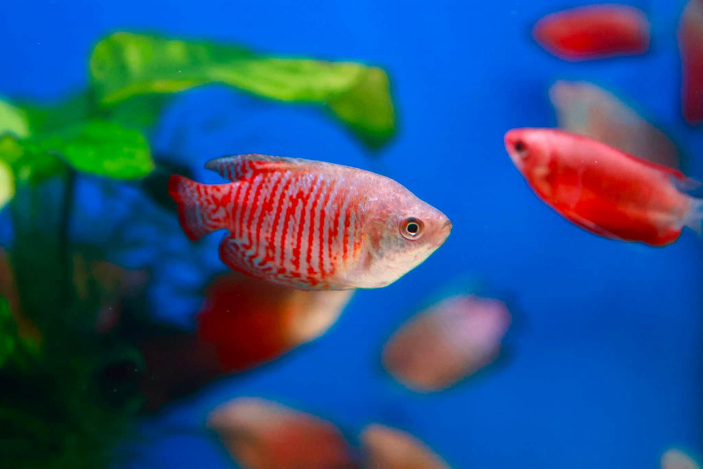 Dwarf Red Gourami (Trichogaster Lalia) 5cm
