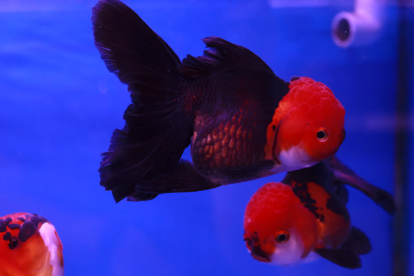 Apache Oranda Goldfish 8-10cm