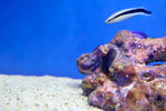 Bicolour Blenny (Ecsenius bicolor)