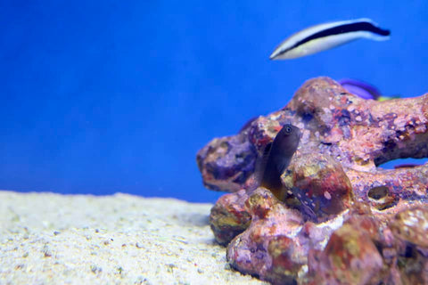 Bicolour Blenny (Ecsenius bicolor)