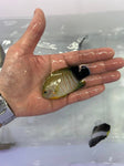 Eibli Angelfish (Centropyge eibli)
