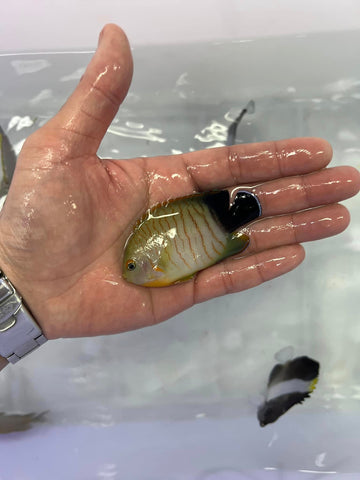Eibli Angelfish (Centropyge eibli)