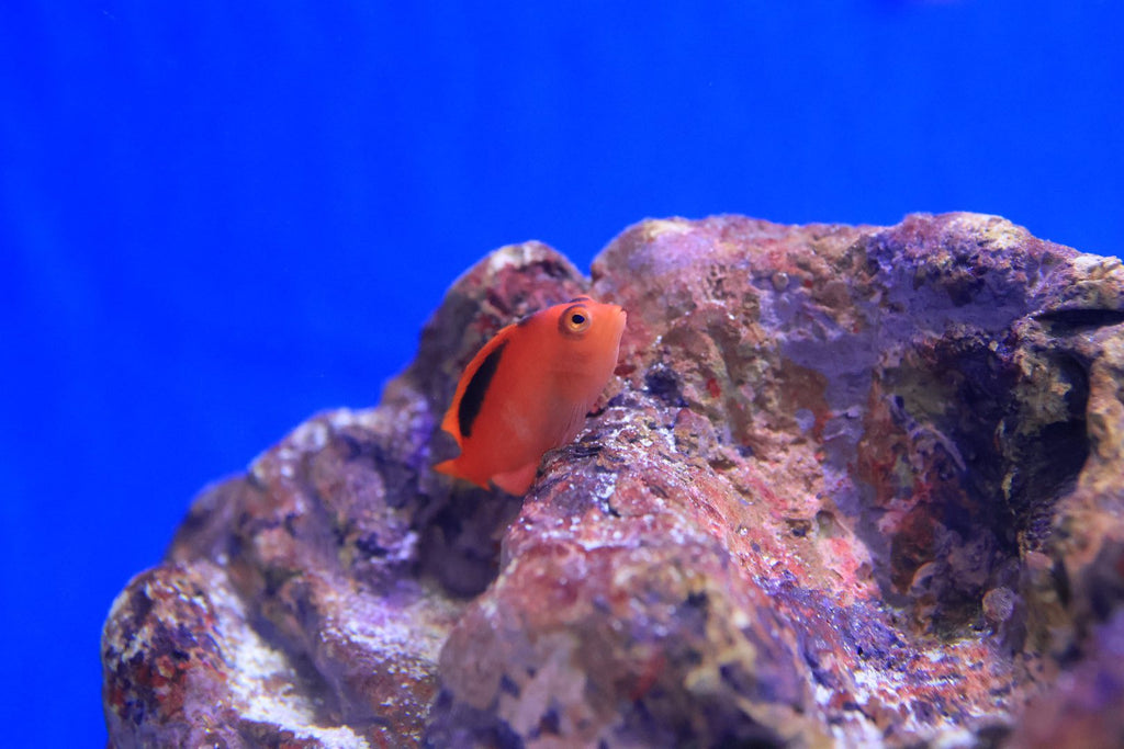 Flame Hawkfish (Neocirrhites armatus)