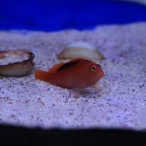 Flame Hawkfish (Neocirrhites armatus)