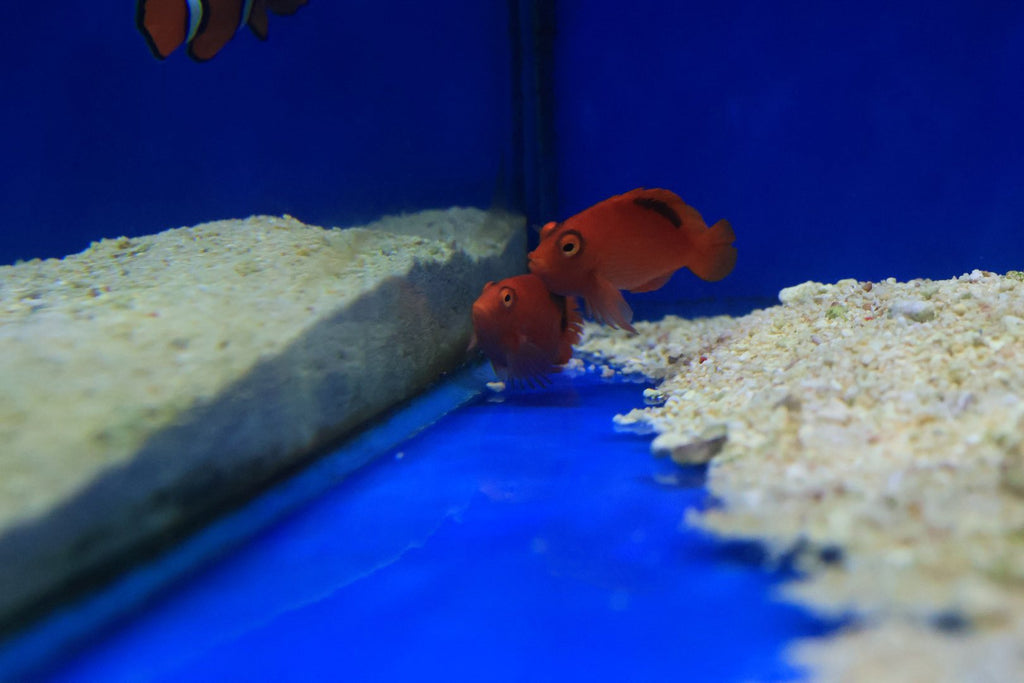 Flame Hawkfish Pair (Neocirrhites armatus)