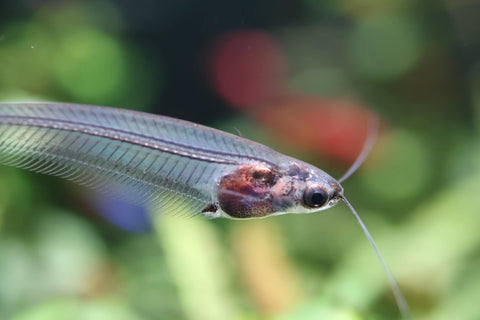 Glass Catfish (Kryptopterus vitreolus)