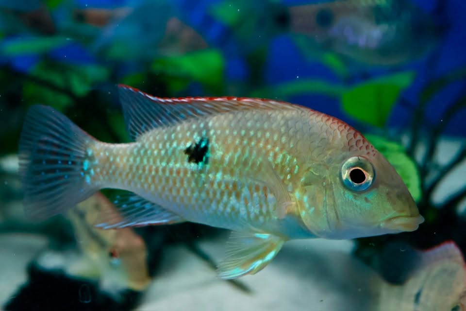 Gold Dust Geophagus (Geophagus Alto Sinu) 8cm