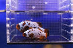 Gold Nugget Maroon Clownfish Pair 1 of 2 (Premnas Biaculeatus)