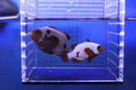 Gold Nugget Maroon Clownfish Pair 2 of 2 (Premnas Biaculeatus)