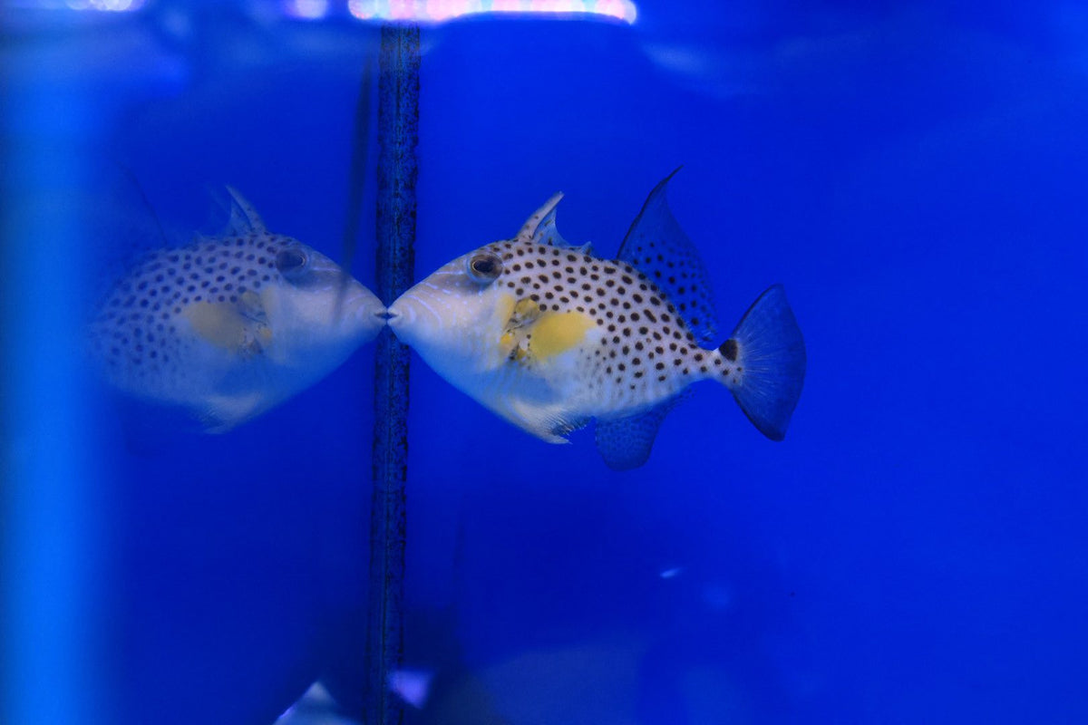 Golden Heart Triggerfish (Balistes punctatus) – Hurstville Aquarium