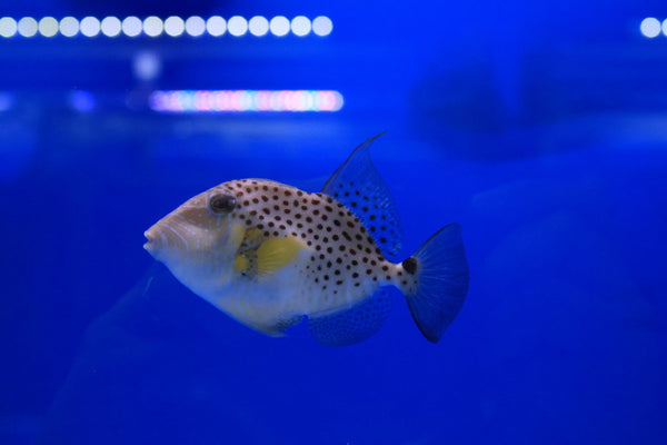 Golden Heart Triggerfish (Balistes punctatus)