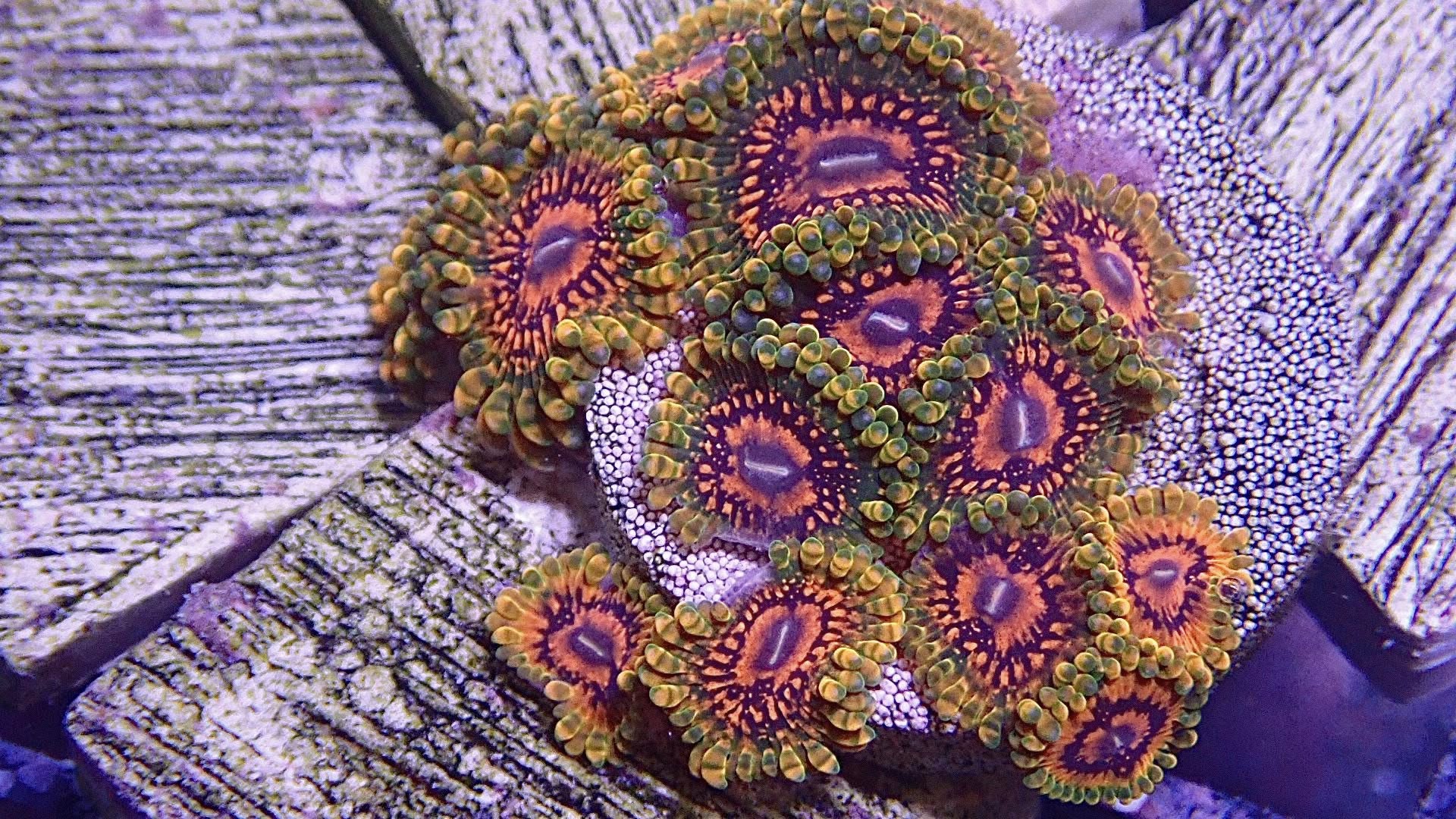 Grand Master Krakatoa GMK Zoanthid Frag (Aquacultured Zoa