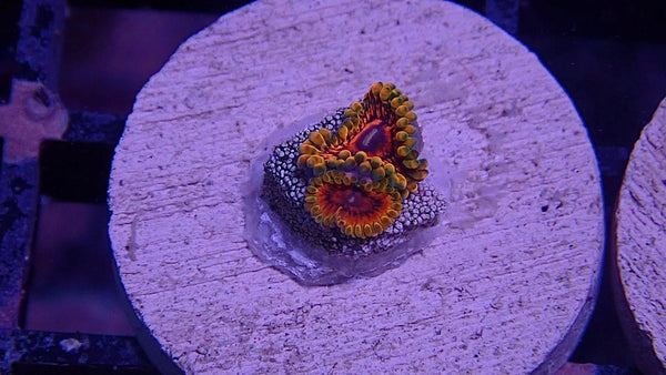 Grand Master Krakatoa GMK Zoanthid Frag (Aquacultured)